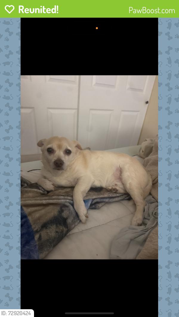 Reunited Male Dog last seen Port Tampa , Tampa, FL 33616