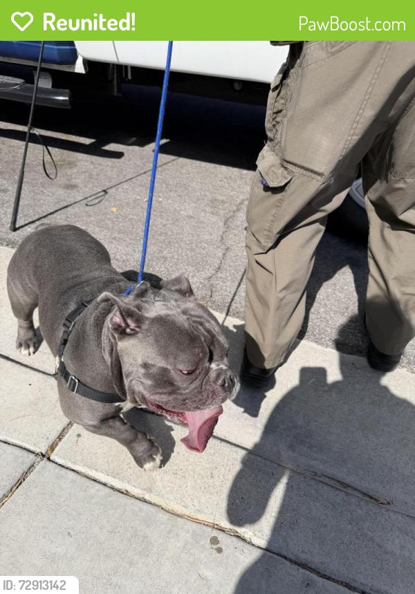 Reunited Male Dog last seen Carnegie and Annet st , Henderson, NV 89052
