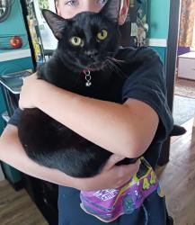 Lost Male Cat last seen 14th and Dogwood, Cornelius, OR 97113