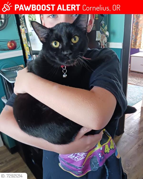 Lost Male Cat last seen 14th and Dogwood, Cornelius, OR 97113