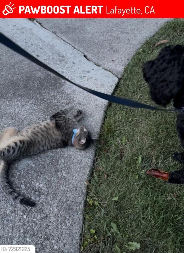 Lost Male Cat last seen Marlene Dr and Carol Lane, Lafayette, CA 94549