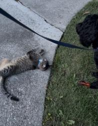 Lost Male Cat last seen Marlene Dr and Carol Lane, Lafayette, CA 94549