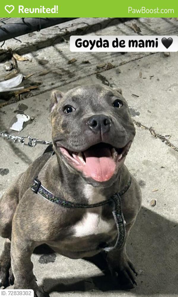 Reunited Female Dog last seen Baldwin village , Los Angeles, CA 90016