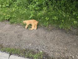 Found/Stray Unknown Cat last seen ARLINGTON AND THOMPSON RD, Indianapolis, IN 46237
