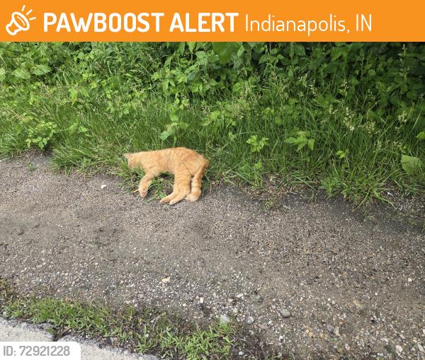 Found/Stray Unknown Cat last seen ARLINGTON AND THOMPSON RD, Indianapolis, IN 46237