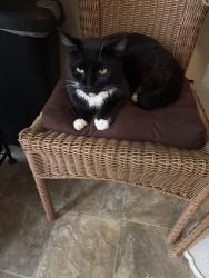 Found/Stray Female Cat last seen Mars Hill Rd and McClure Rd, Acworth, GA 30101