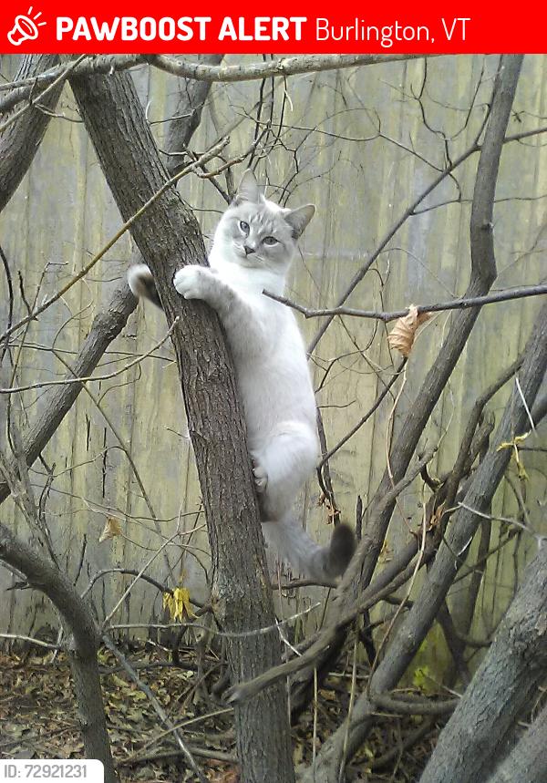 Lost Female Cat last seen Summer St. and Front Street Burlington, VT, Burlington, VT 05401