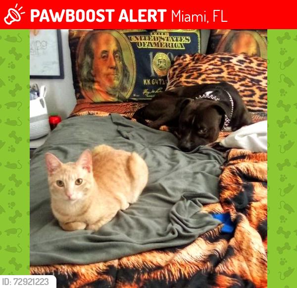 Lost Male Cat last seen Near NW 8th Ave Miami FL 33136, Miami, FL 33136