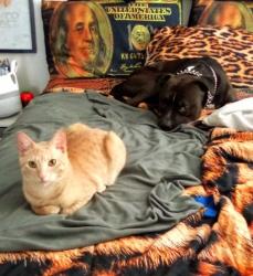 Lost Male Cat last seen Near NW 8th Ave Miami FL 33136, Miami, FL 33136