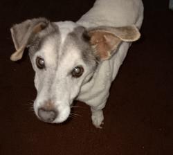 Reunited Male Dog last seen South Foster Ave. and Elizabeth St. in Lansing, Lansing, MI 48912