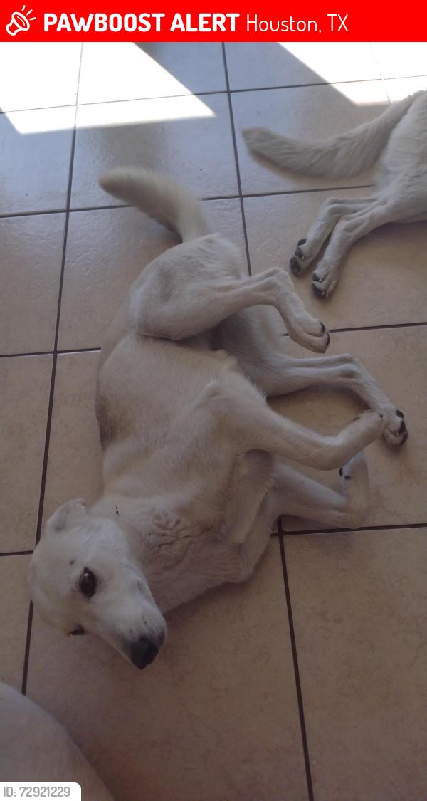 Lost Female Dog last seen Near palmway street, Houston, TX 77034