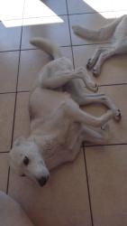 Lost Female Dog last seen Near palmway street, Houston, TX 77034