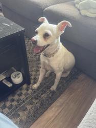 Lost Female Dog last seen Behind the tower in lake llacid, Lake Placid, FL 33852