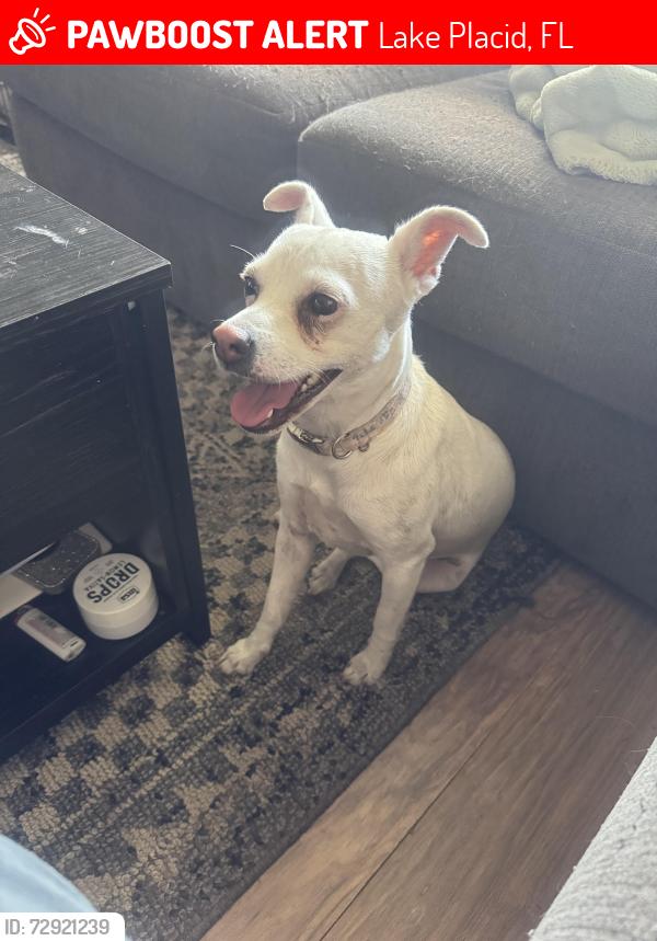 Lost Female Dog last seen Behind the tower in lake llacid, Lake Placid, FL 33852