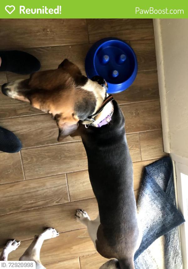 Reunited Female Dog last seen Kenyon and Desert Steppes, Tucson, AZ 85710