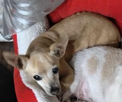 Reunited Male Dog last seen Cypress Texas Windy Valley Way in WindHaven, Houston, TX 77429