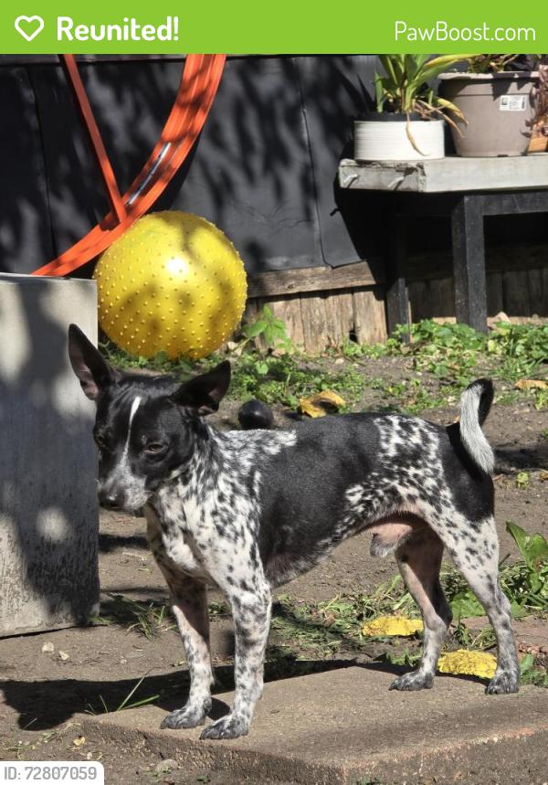 Reunited Male Dog last seen 31st st @Normal, Chicago, IL 60616