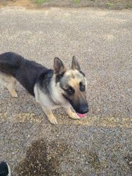 Found/Stray Male Dog last seen Near County Rd 3161Taft, TX, Sinton, TX 78387