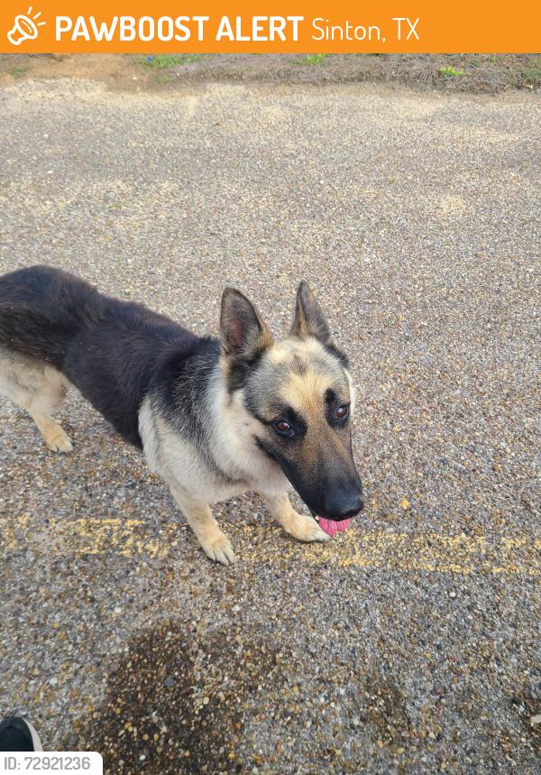 Found/Stray Male Dog last seen Near County Rd 3161Taft, TX, Sinton, TX 78387