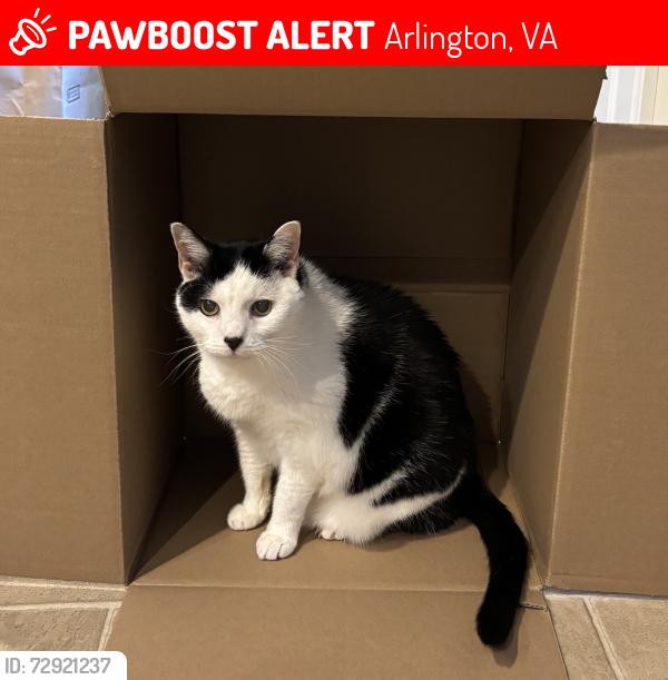 Lost Male Cat last seen 7th Street North, Wilson Boulevard, Maury Park Tennis Courts, Arlington, VA 22201