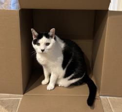 Lost Male Cat last seen 7th Street North, Wilson Boulevard, Maury Park Tennis Courts, Arlington, VA 22201