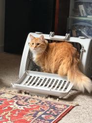 Found/Stray Male Cat last seen roswell road , Cobb County, GA 30339
