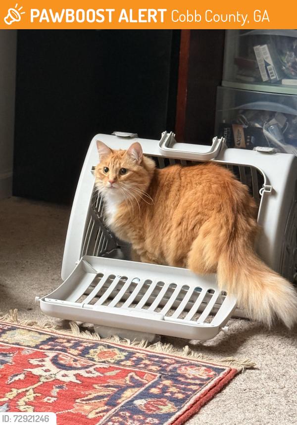 Found/Stray Male Cat last seen roswell road , Cobb County, GA 30339