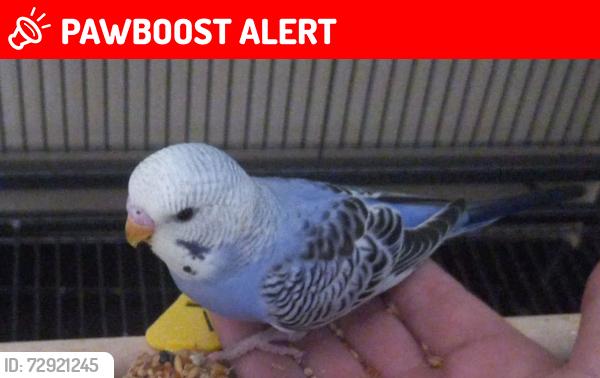 Lost Male Bird last seen Russel road/ Bryant way, Toddington, England 