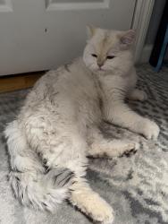 Reunited Male Cat last seen Near st , Queens, NY 11365
