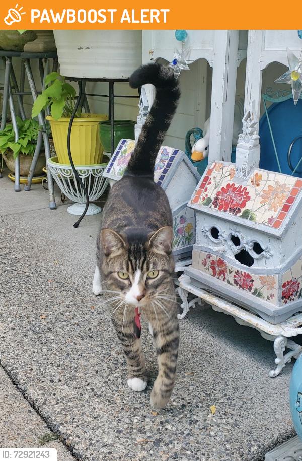 Found/Stray Male Cat last seen Near St. Catherines school on 32 Ave & 200 Street, Langley Township, BC V2Z 2E3