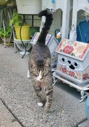 Found/Stray Male Cat last seen Near St. Catherines school on 32 Ave & 200 Street, Langley Township, BC V2Z 2E3