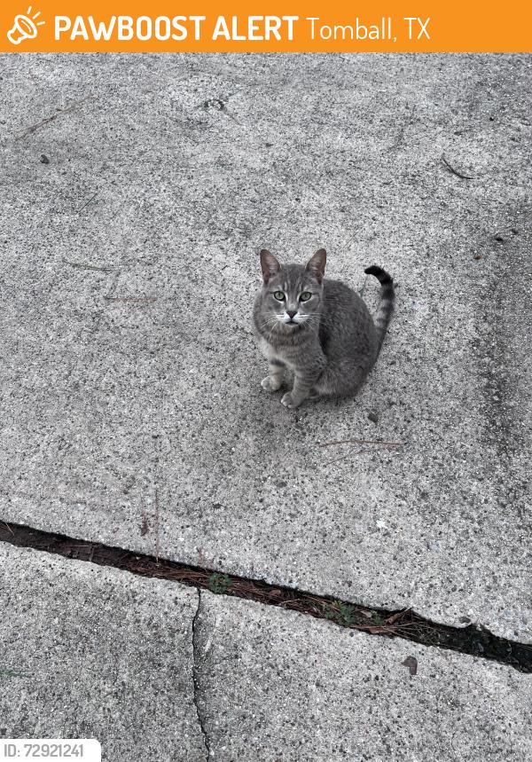 Found/Stray Female Cat last seen Dowdell and Trailwood Ln, Tomball, TX 77375
