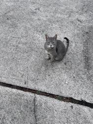 Found/Stray Female Cat last seen Dowdell and Trailwood Ln, Tomball, TX 77375
