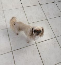 Reunited Female Dog last seen Charred Pine Dr & Riverwood Dr., Montgomery County, TX 77354