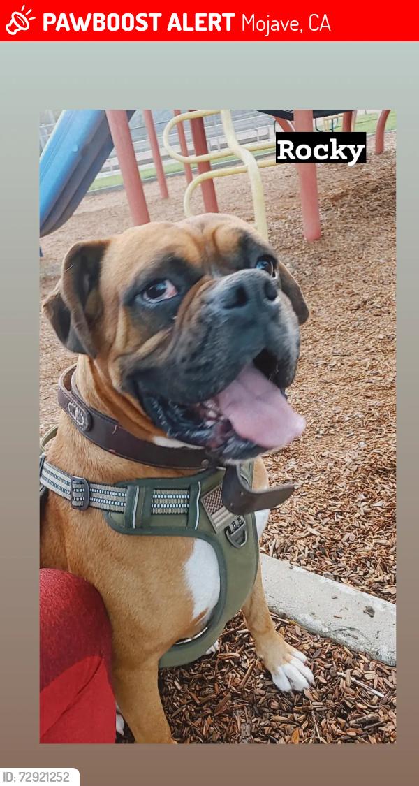 Lost Male Dog last seen Willow Springs & Bukus Rd , Mojave, CA 93501