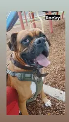 Lost Male Dog last seen Willow Springs & Bukus Rd , Mojave, CA 93501