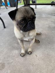 Lost Male Dog last seen Naranjal Subdivision 1 by Pera, Marrs and Naranjal Sta, Brownsville, TX 78521