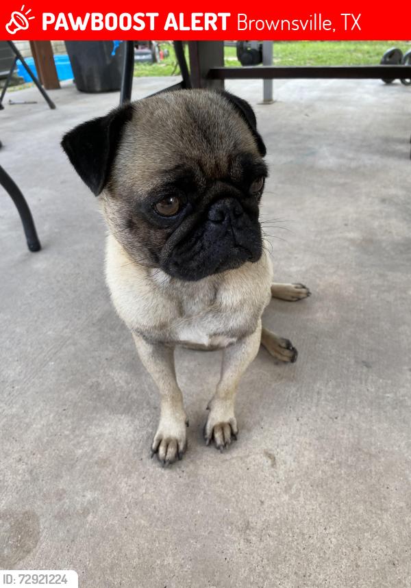 Lost Male Dog last seen Naranjal Subdivision 1 by Pera, Marrs and Naranjal Sta, Brownsville, TX 78521