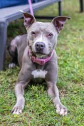 Shelter Stray Female Dog last seen Near Mainstreet Park Drive, Stone Mountain 30088, 30088, GA, Atlanta, GA 30341