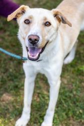 Shelter Stray Male Dog last seen Near Stone Mill Cv, 30083, GA, Atlanta, GA 30341