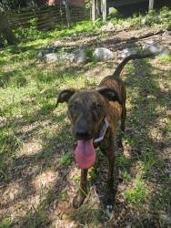 Found/Stray Male Dog last seen Near Walnut creek dr. 78247, San Antonio, TX 78247