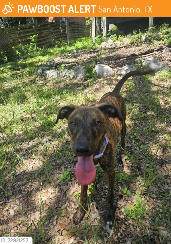 Found/Stray Male Dog last seen Near Walnut creek dr. 78247, San Antonio, TX 78247