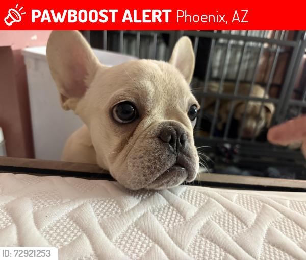 Lost Female Dog last seen Near st cypress , Phoenix, AZ 85006