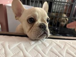 Lost Female Dog last seen Near st cypress , Phoenix, AZ 85006