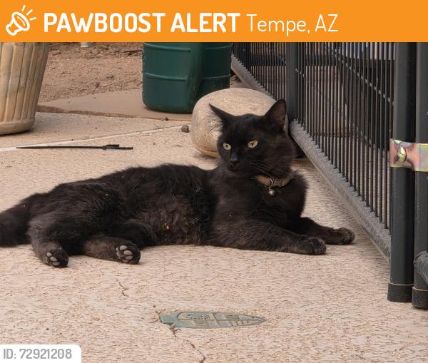 Found/Stray Male Cat last seen Near S. Bala Dr and Concorda Dr in Tempe, Tempe, AZ 85282