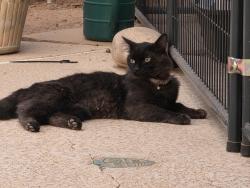 Found/Stray Male Cat last seen Near S. Bala Dr and Concorda Dr in Tempe, Tempe, AZ 85282