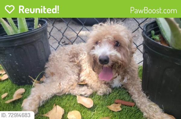Reunited Unknown Dog last seen 26th avenue , Hollywood, FL 33020