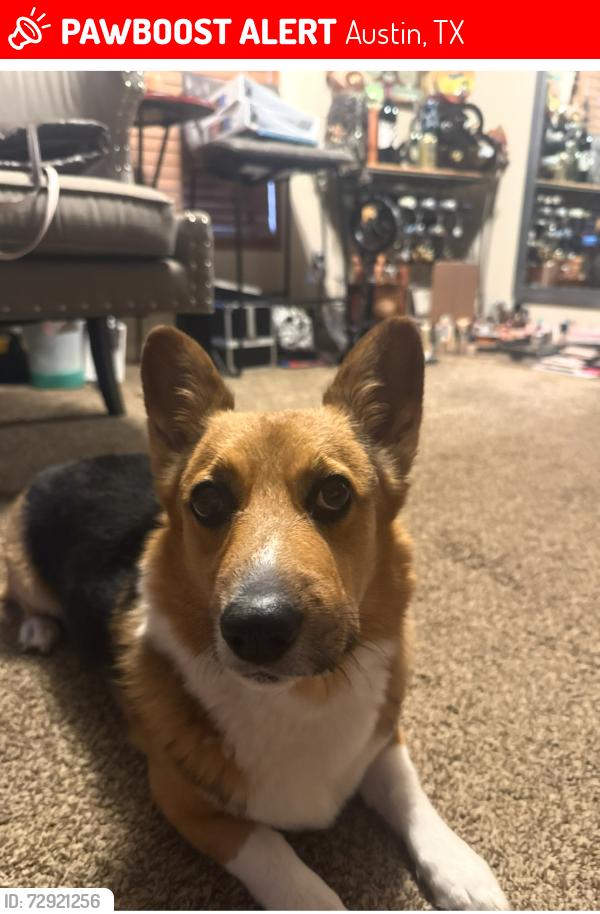 Lost Female Dog last seen 183/ SH 130 von quintas road Mustang Ridge Texas , Austin, TX 78719