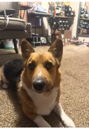 Lost Female Dog last seen 183/ SH 130 von quintas road Mustang Ridge Texas , Austin, TX 78719