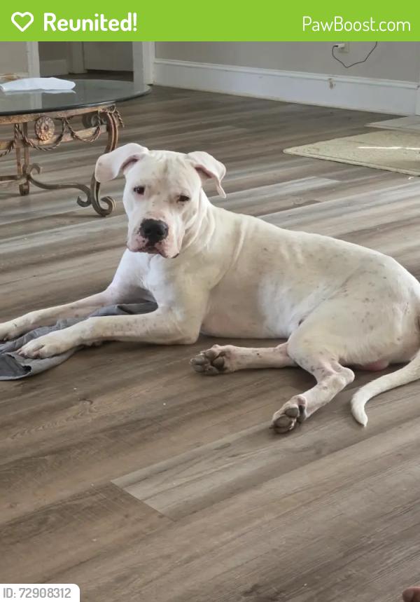 Reunited Male Dog last seen Near Laurel Bend Dr, Snellville, GA 30039, USA, Snellville, GA 30039
